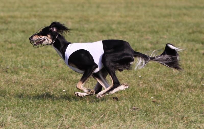 saluki Achthamar Husam-Hamza