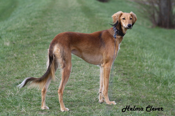 saluki Achthamar Henna Bint Dilay