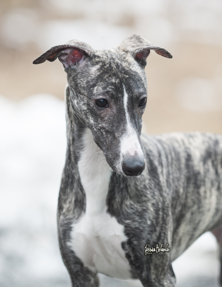 whippet Sinsline Rich Girl