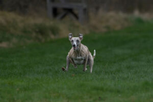 518134352_10234871937912957_2348167537126781239_n